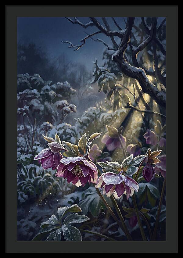 Hellebore Christmas Rose In Frosty Garden