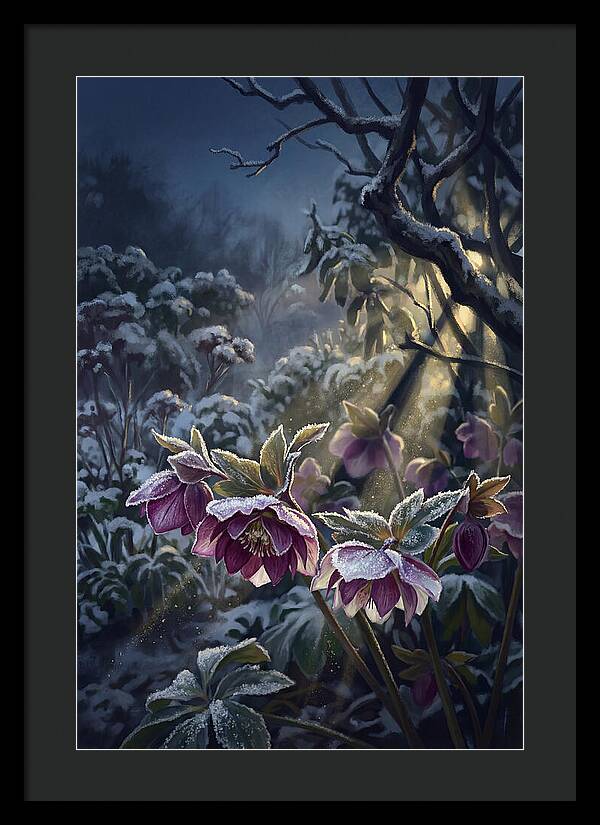 Hellebore Christmas Rose In Frosty Garden