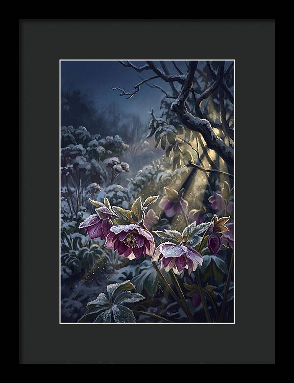 Hellebore Christmas Rose In Frosty Garden