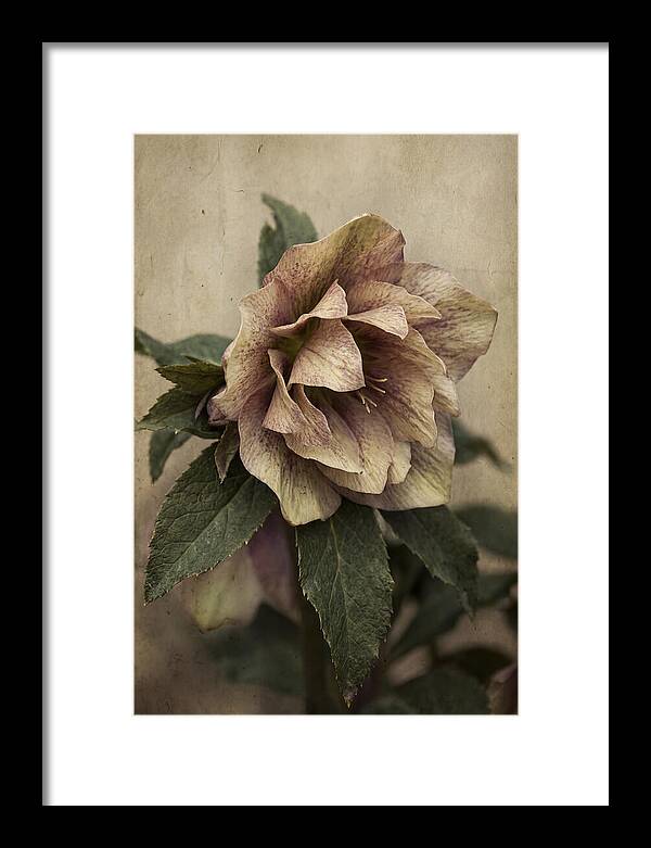 Hellebore Flower Unfurling In Spring