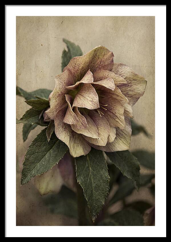 Hellebore Flower Unfurling In Spring