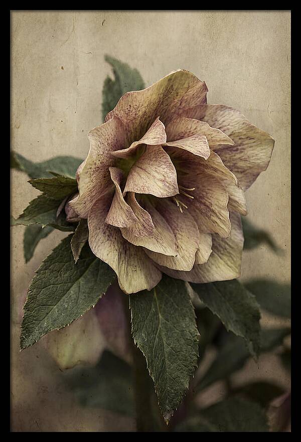 Hellebore Flower Unfurling In Spring