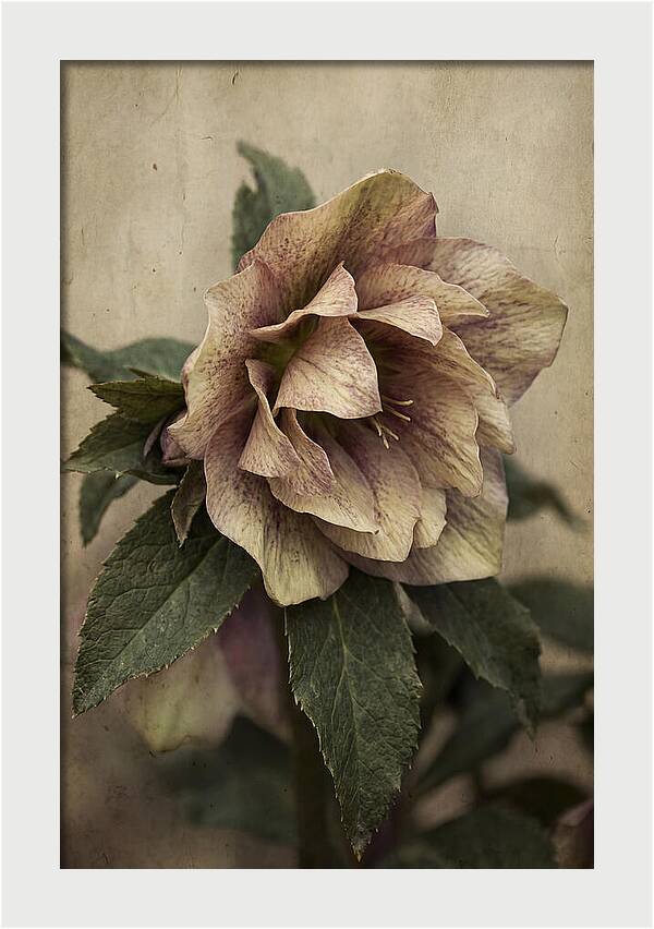 Hellebore Flower Unfurling In Spring