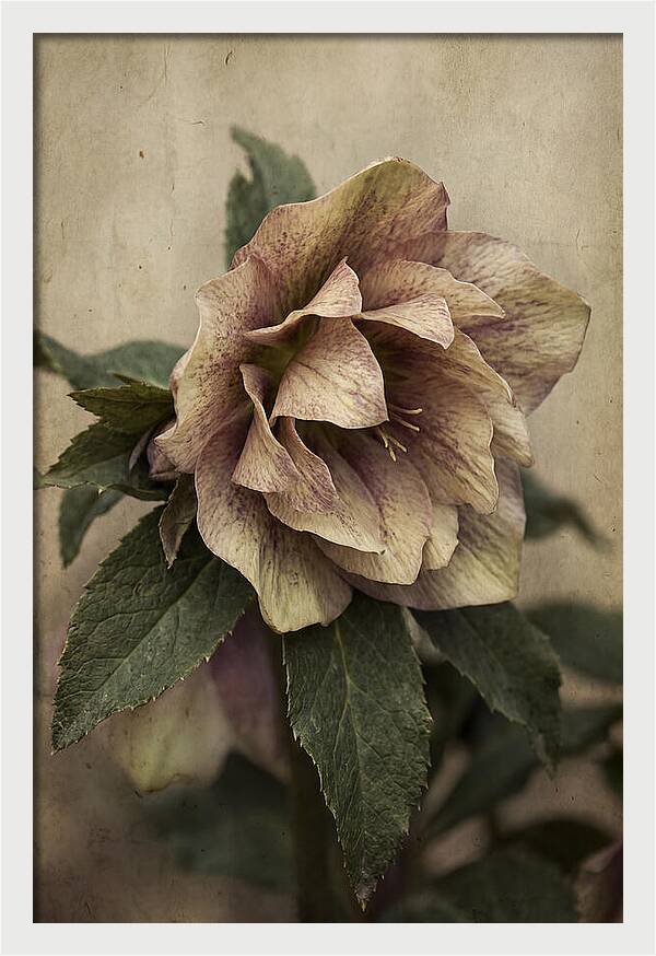 Hellebore Flower Unfurling In Spring
