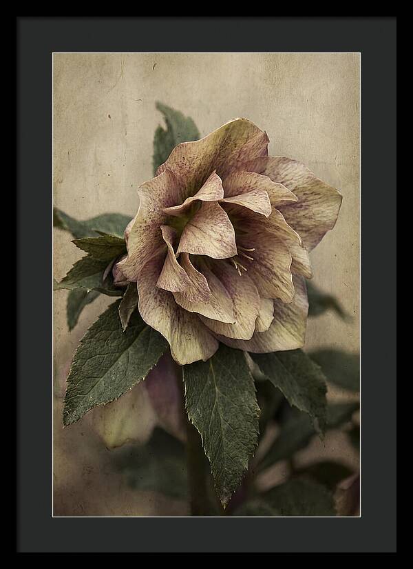 Hellebore Flower Unfurling In Spring