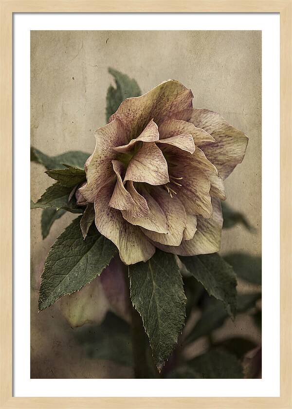 Hellebore Flower Unfurling In Spring