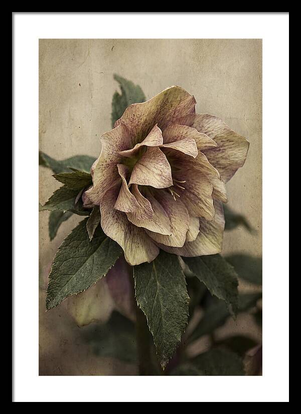 Hellebore Flower Unfurling In Spring