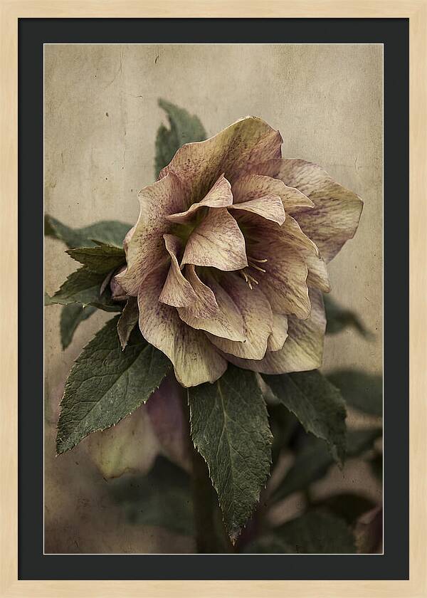 Hellebore Flower Unfurling In Spring