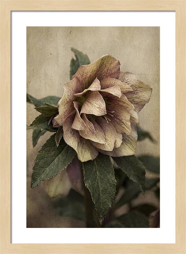 Hellebore Flower Unfurling In Spring