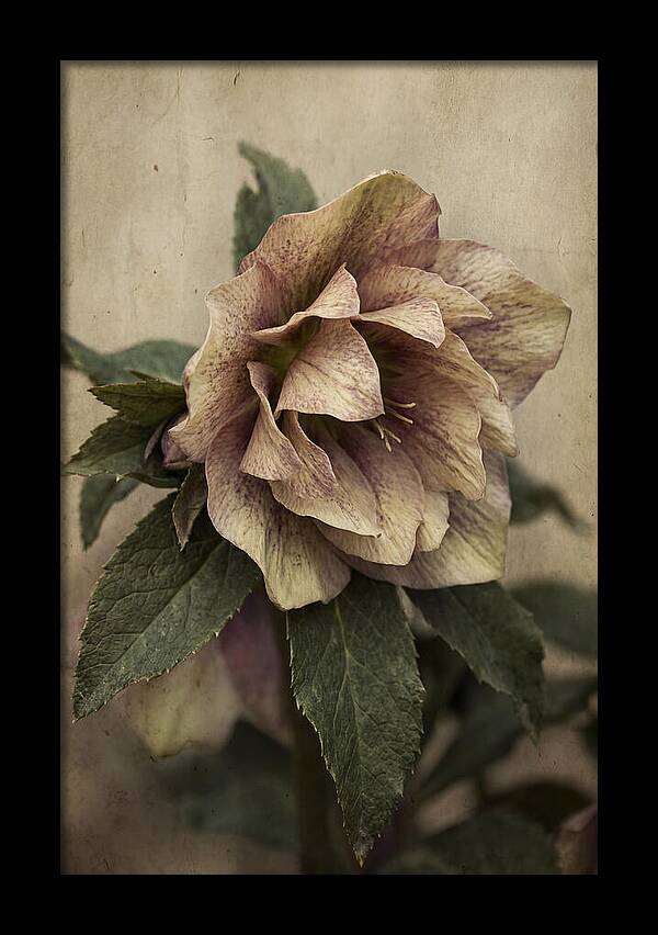 Hellebore Flower Unfurling In Spring