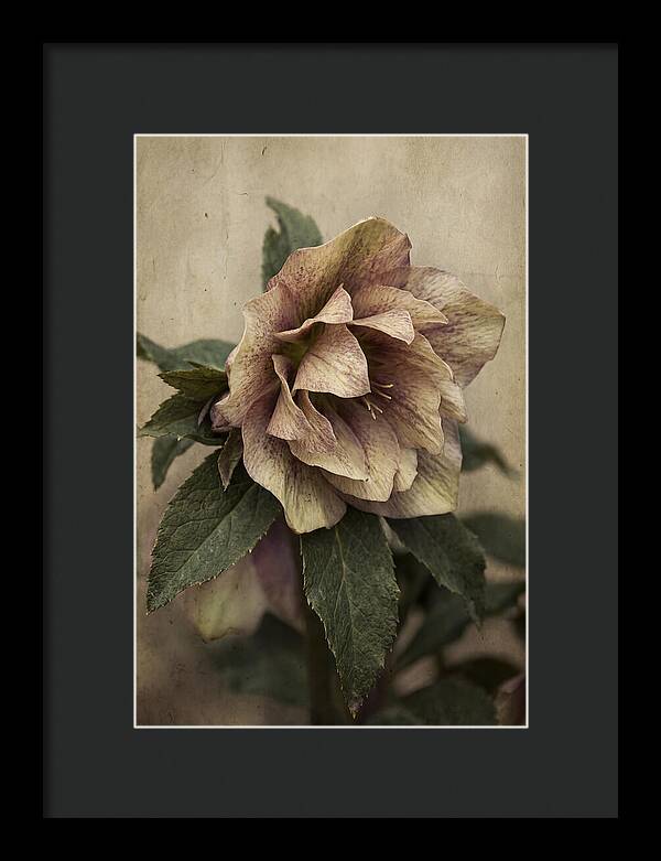 Hellebore Flower Unfurling In Spring