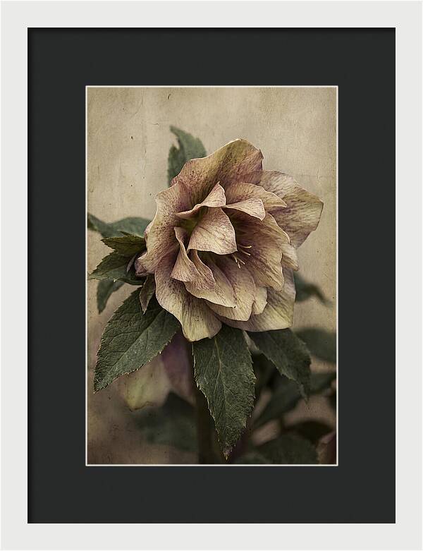 Hellebore Flower Unfurling In Spring
