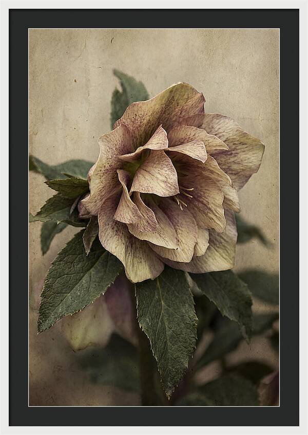 Hellebore Flower Unfurling In Spring