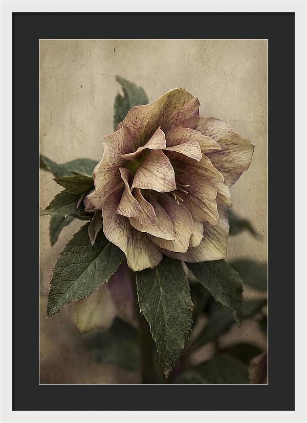Hellebore Flower Unfurling In Spring