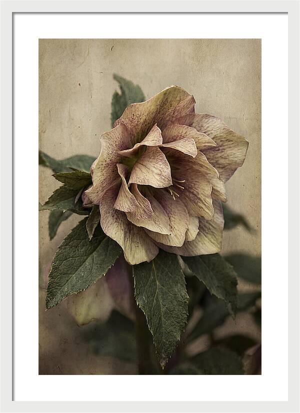 Hellebore Flower Unfurling In Spring