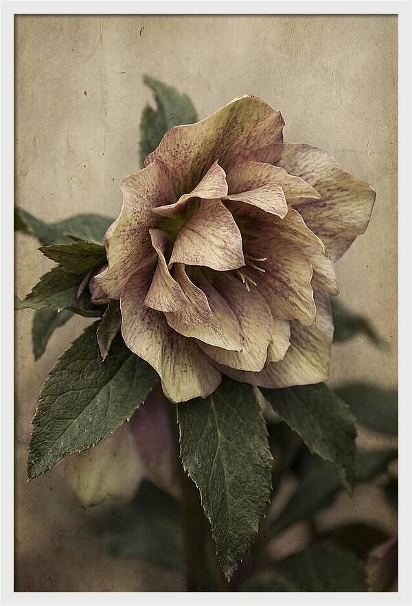 Hellebore Flower Unfurling In Spring