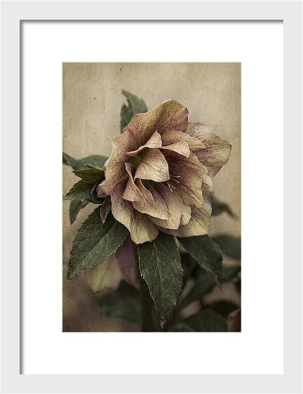 Hellebore Flower Unfurling In Spring