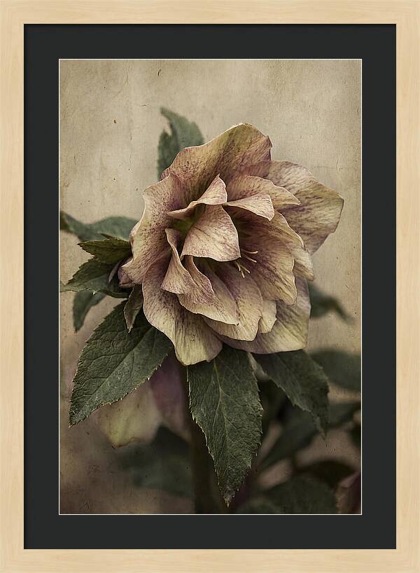Hellebore Flower Unfurling In Spring