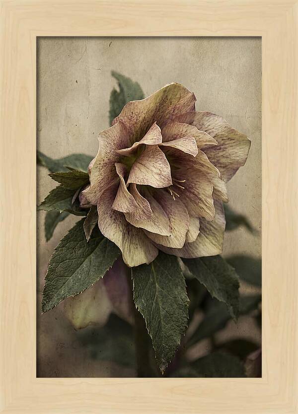 Hellebore Flower Unfurling In Spring