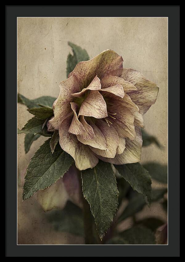 Hellebore Flower Unfurling In Spring