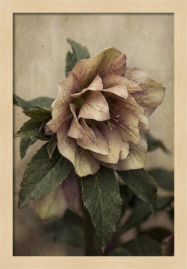 Hellebore Flower Unfurling In Spring