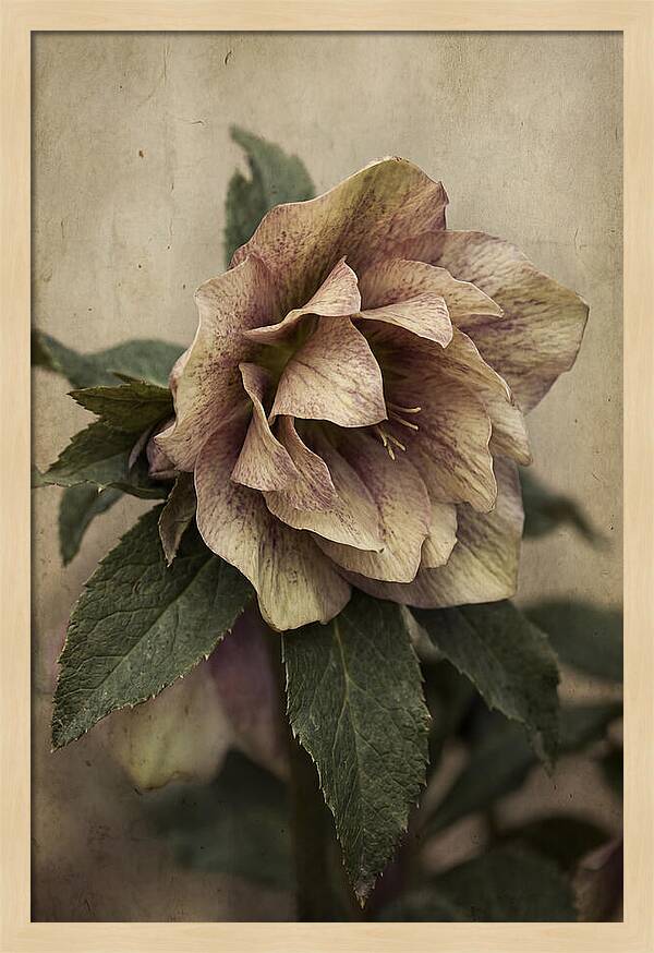 Hellebore Flower Unfurling In Spring