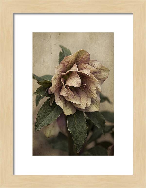 Hellebore Flower Unfurling In Spring
