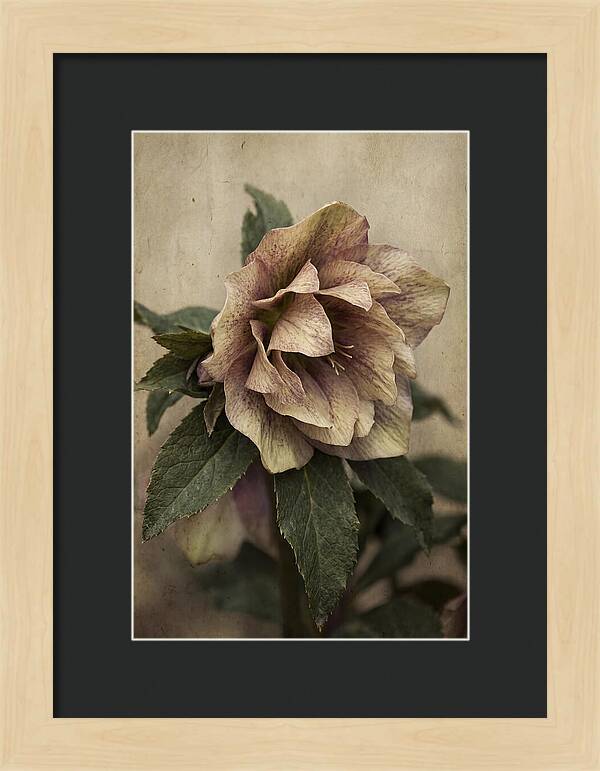 Hellebore Flower Unfurling In Spring