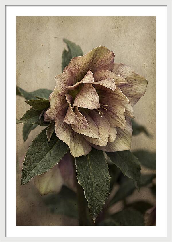 Hellebore Flower Unfurling In Spring
