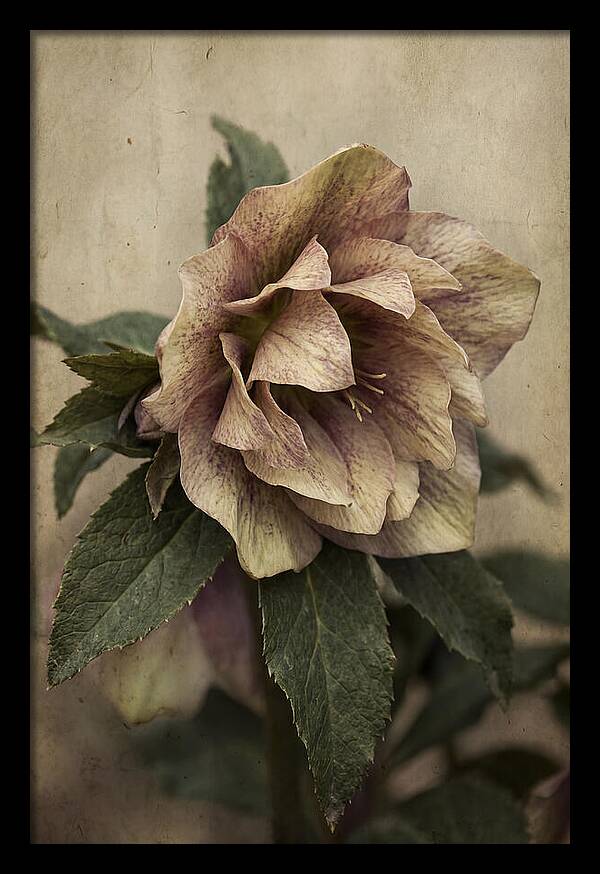Hellebore Flower Unfurling In Spring
