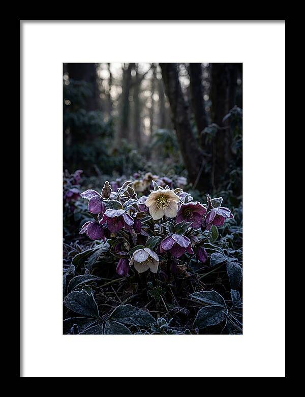 Hellebore Winter Blooms