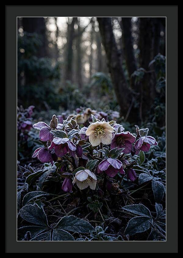 Hellebore Winter Blooms