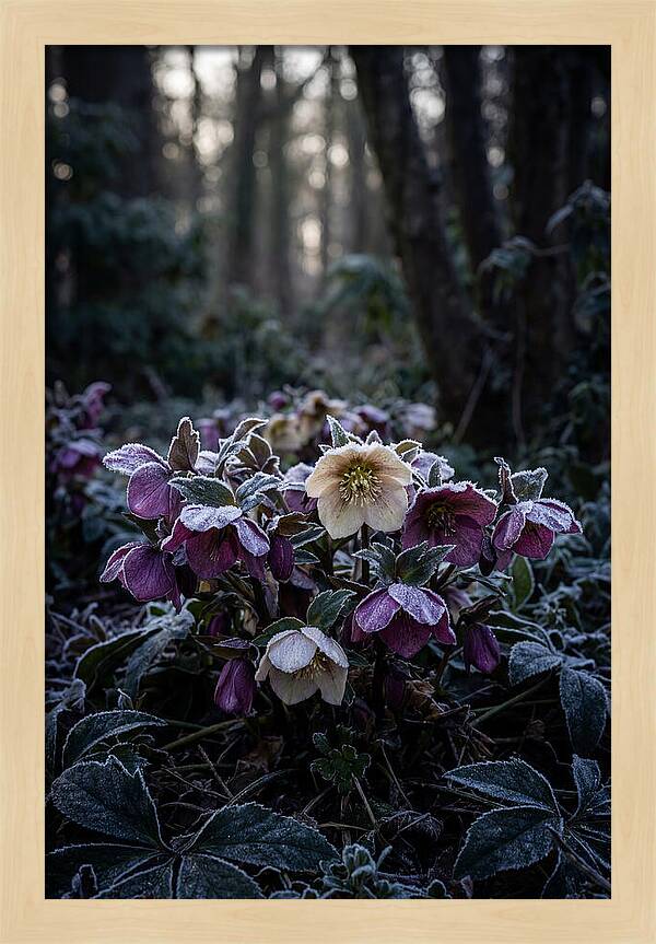 Hellebore Winter Blooms