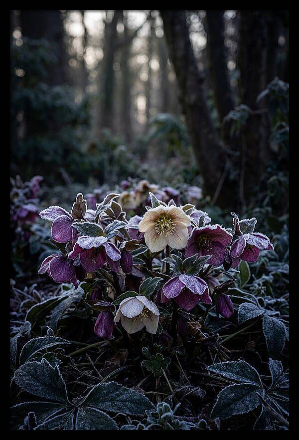 Hellebore Winter Blooms
