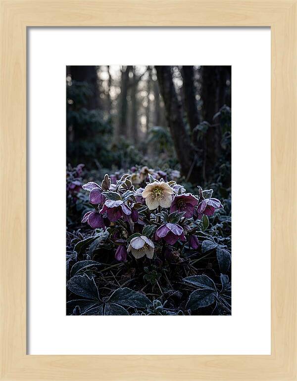 Hellebore Winter Blooms