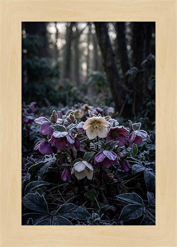 Hellebore Winter Blooms