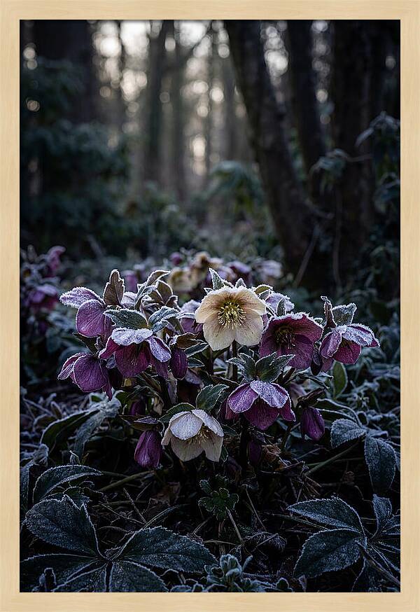 Hellebore Winter Blooms