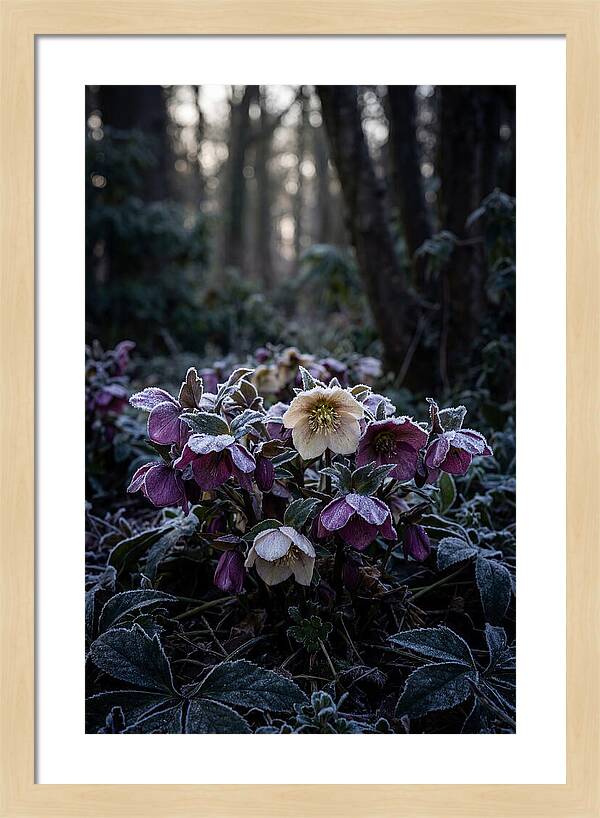 Hellebore Winter Blooms