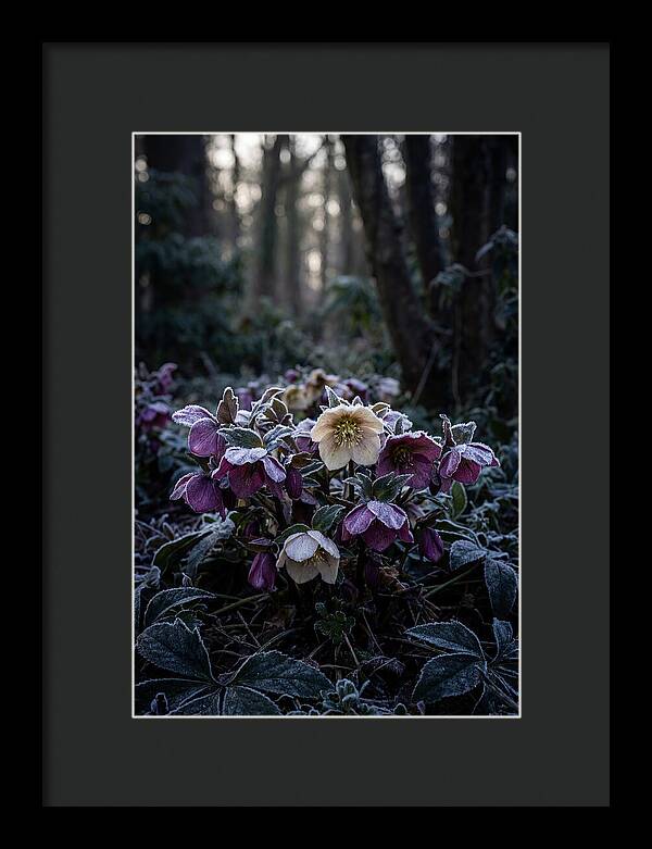 Hellebore Winter Blooms