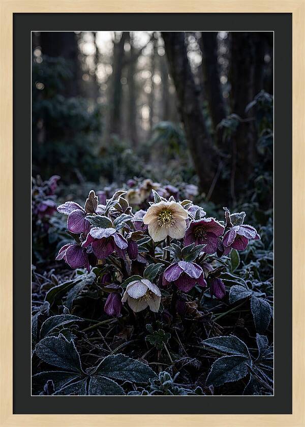 Hellebore Winter Blooms