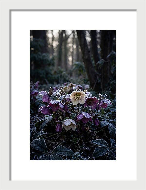 Hellebore Winter Blooms