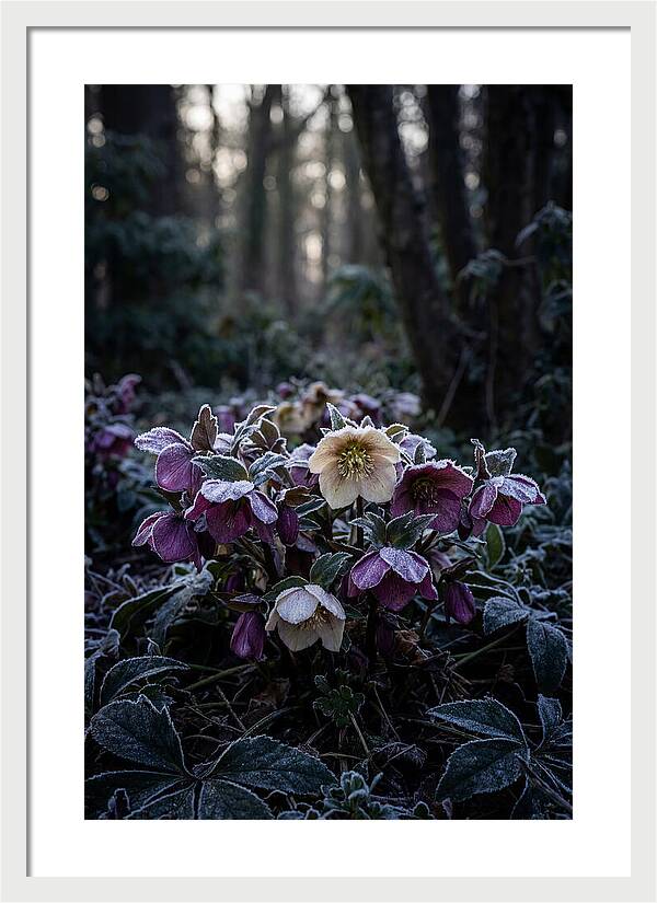 Hellebore Winter Blooms