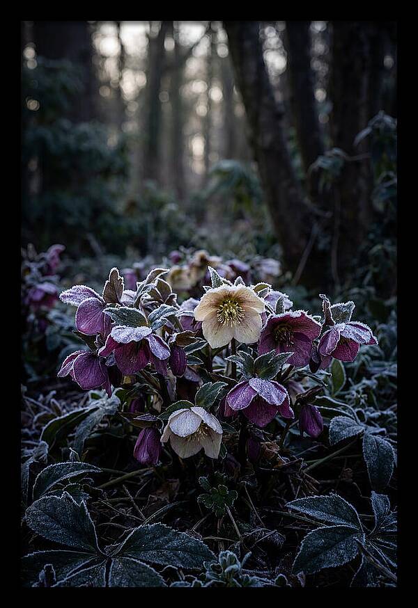 Hellebore Winter Blooms