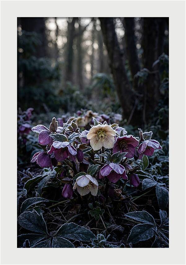 Hellebore Winter Blooms