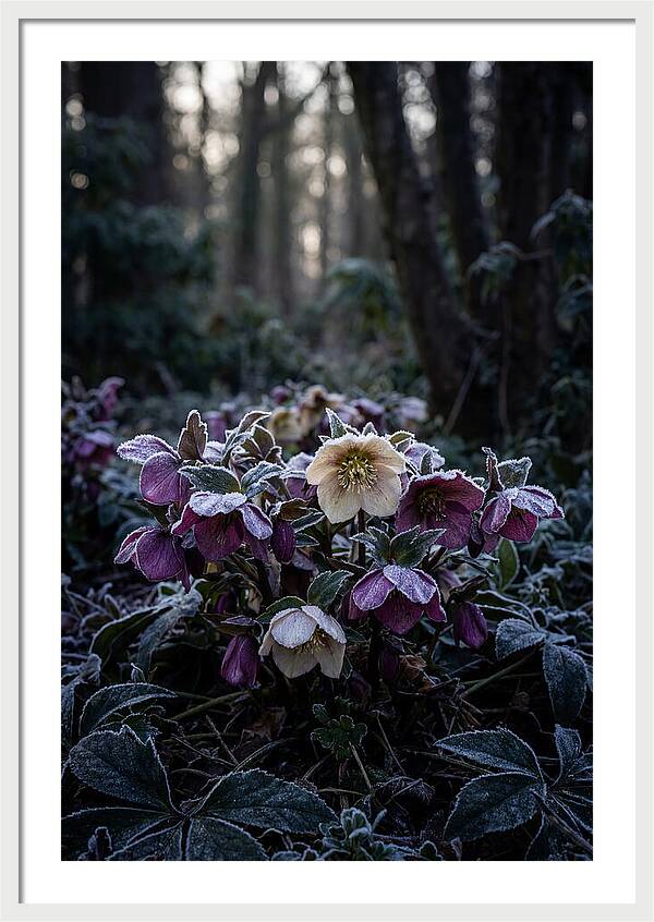 Hellebore Winter Blooms