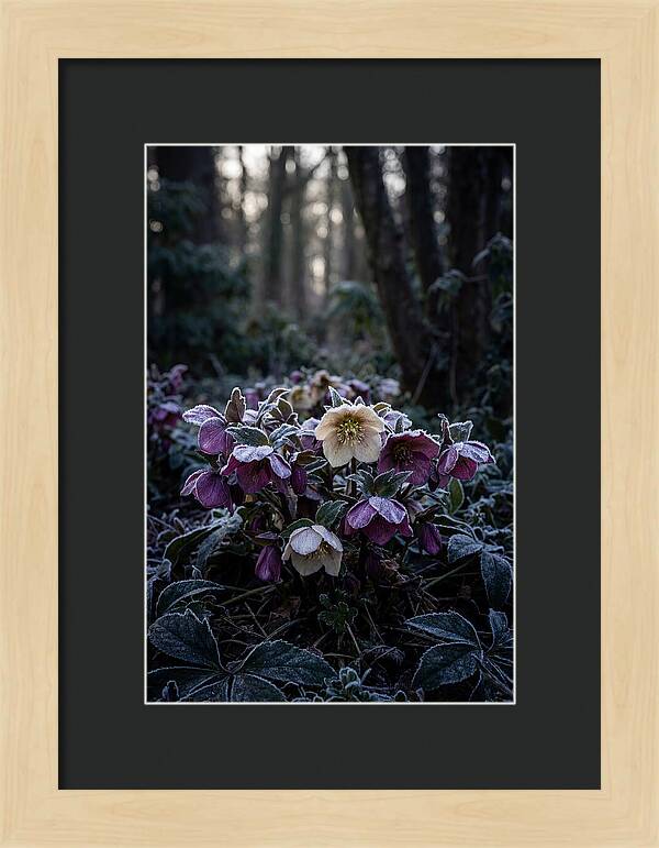 Hellebore Winter Blooms