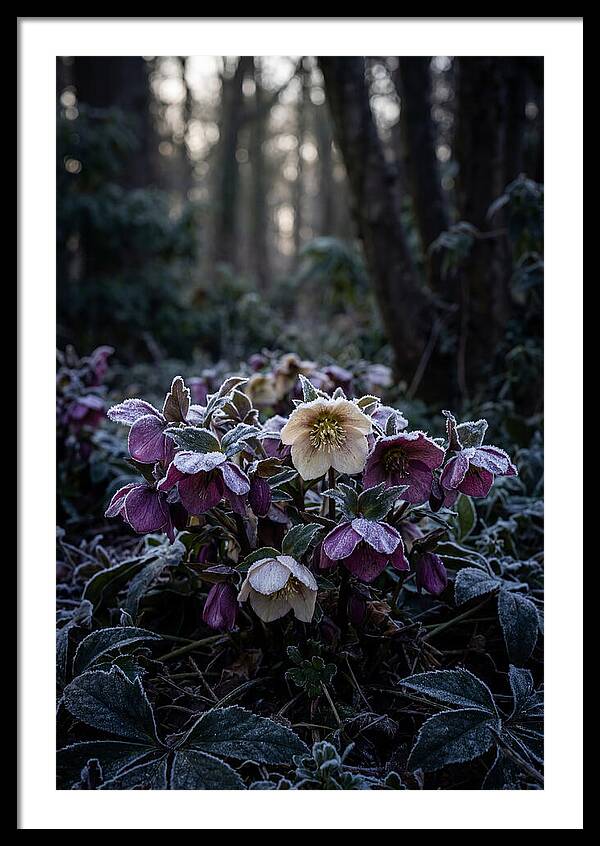 Hellebore Winter Blooms