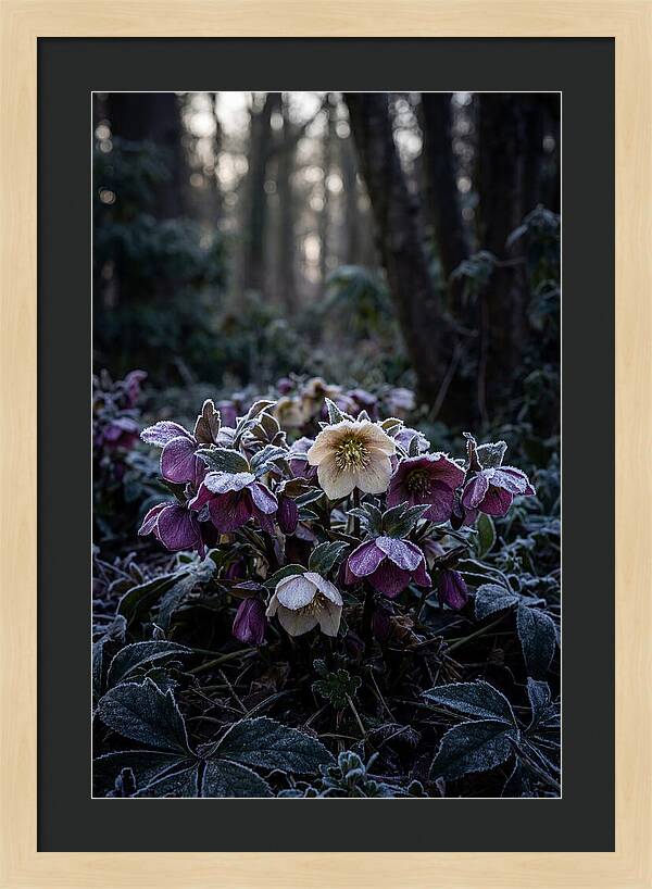 Hellebore Winter Blooms