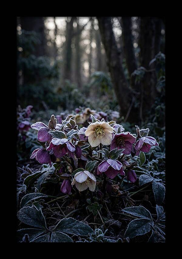 Hellebore Winter Blooms