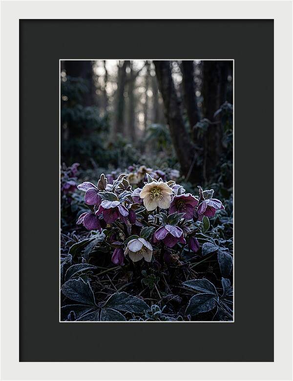 Hellebore Winter Blooms
